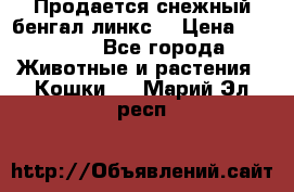 Продается снежный бенгал(линкс) › Цена ­ 25 000 - Все города Животные и растения » Кошки   . Марий Эл респ.